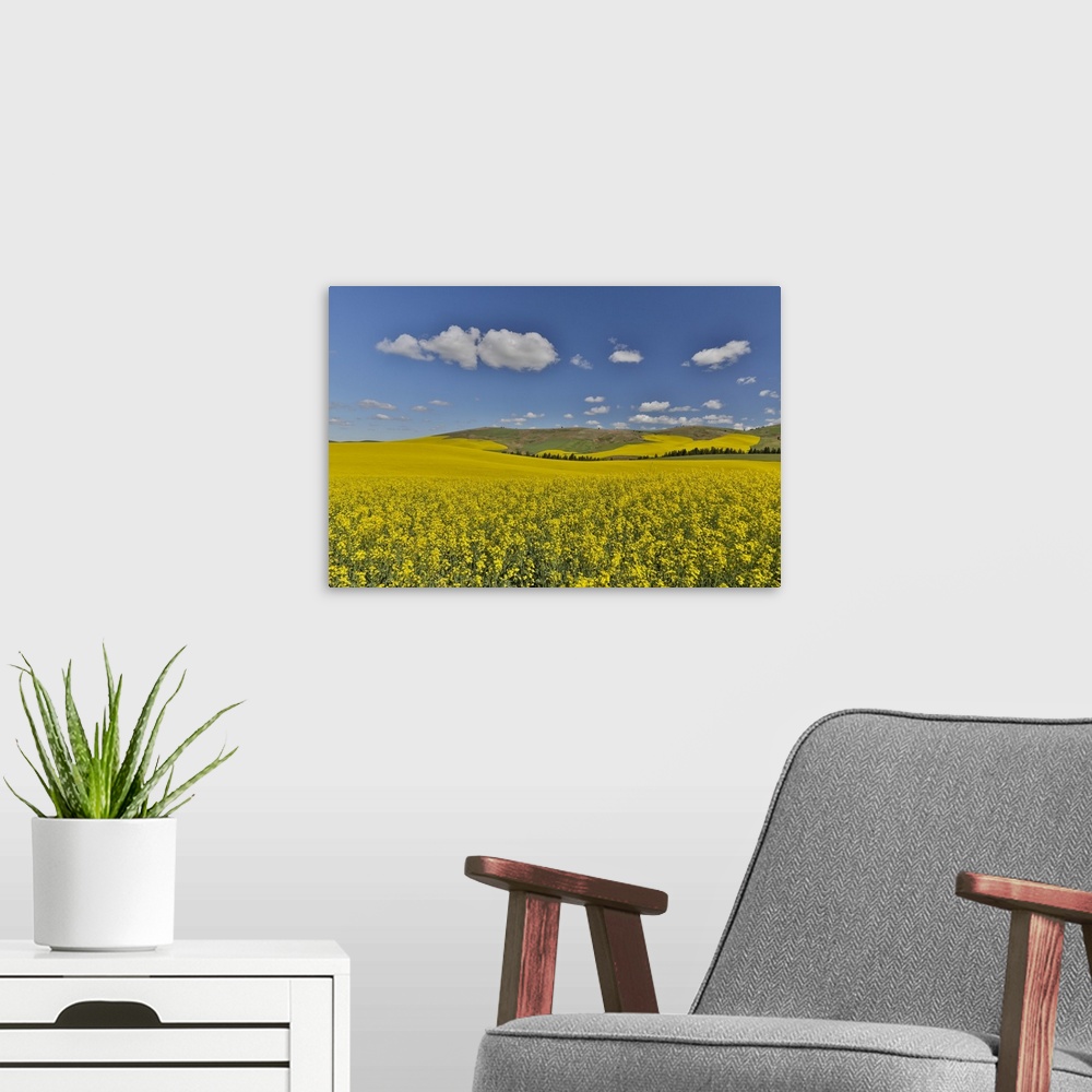 A modern room featuring Canola field in full bloom Palouse Country of Eastern Washington