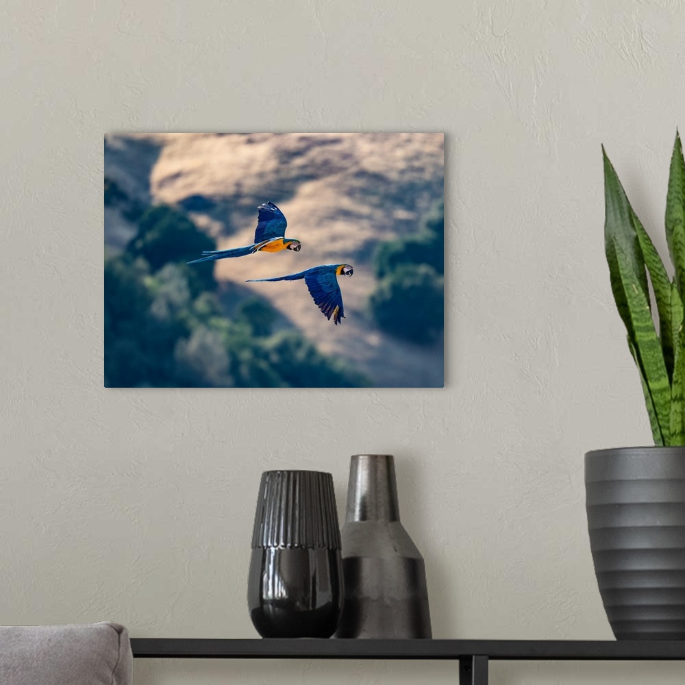 A modern room featuring Captive blue and gold macaws fly together, Lotus, California, USA.