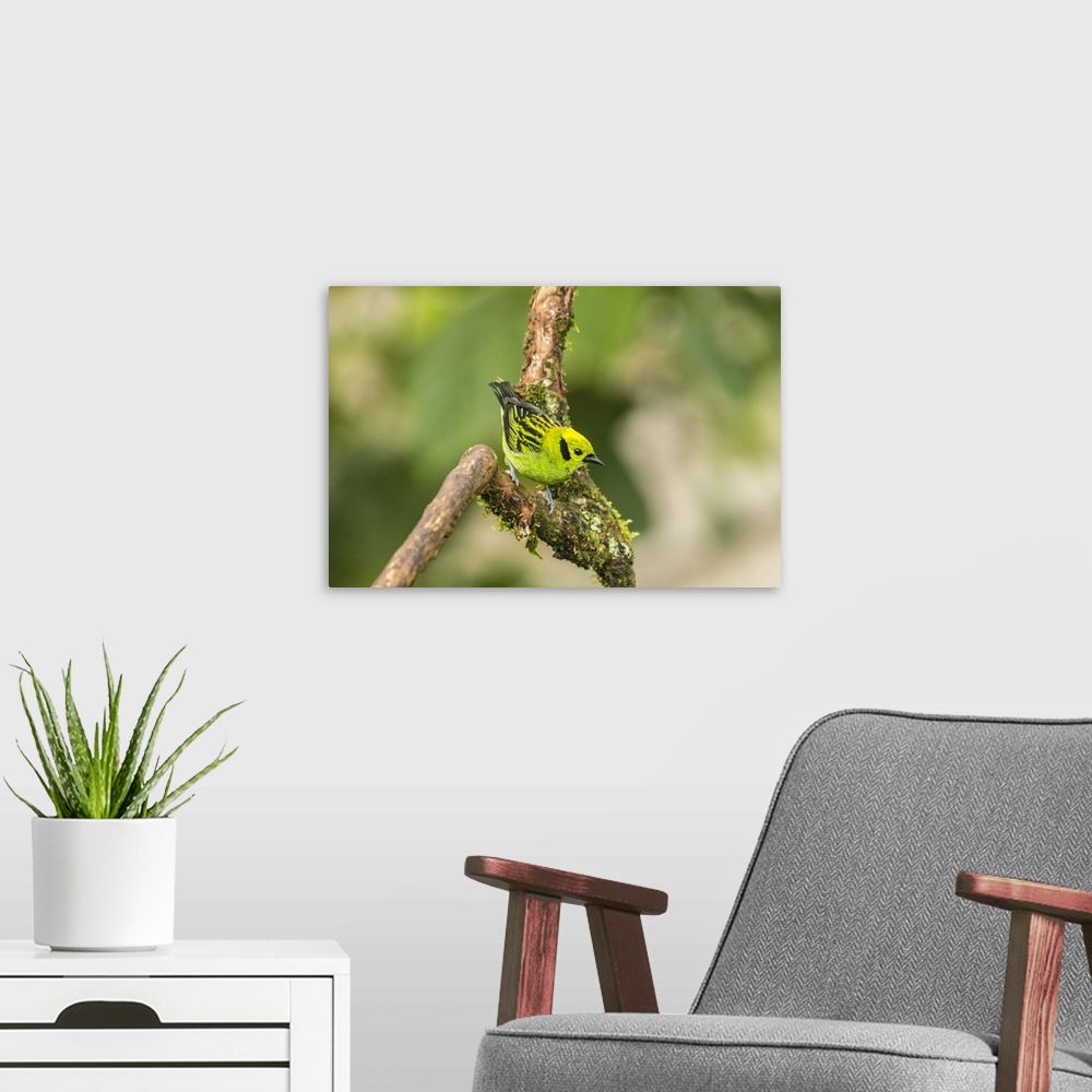 A modern room featuring Costa Rica, La Paz River Valley. Captive emerald tanager in La Paz Waterfall Garden. Credit: Cath...