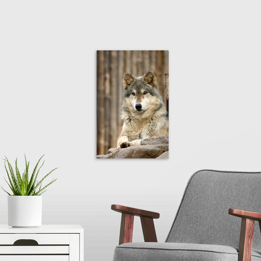 A modern room featuring Captive Gray Wolf (Canis lupus), Folsom City Zoo Sanctuary, Folsom, California