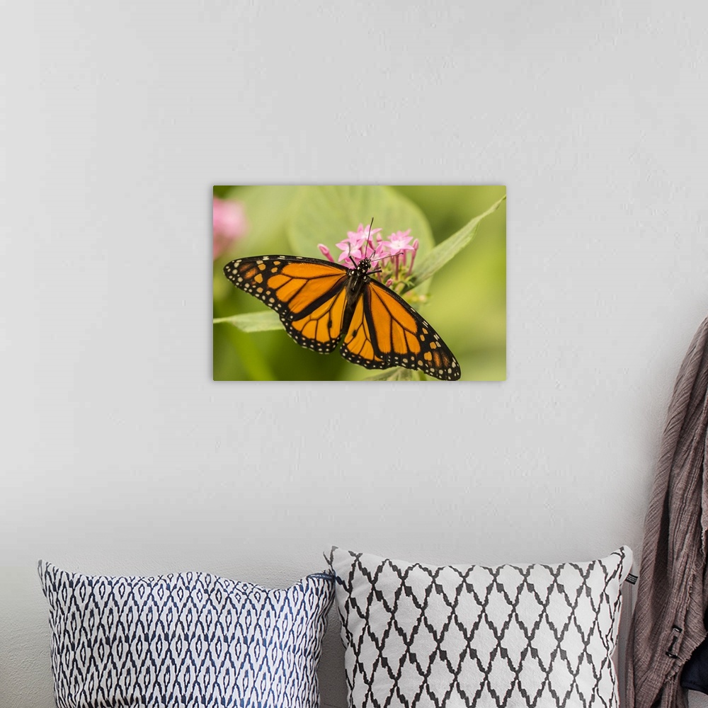 A bohemian room featuring Costa Rica, La Paz River Valley. Captive monarch butterfly in La Paz Waterfall Garden. Credit: Ca...