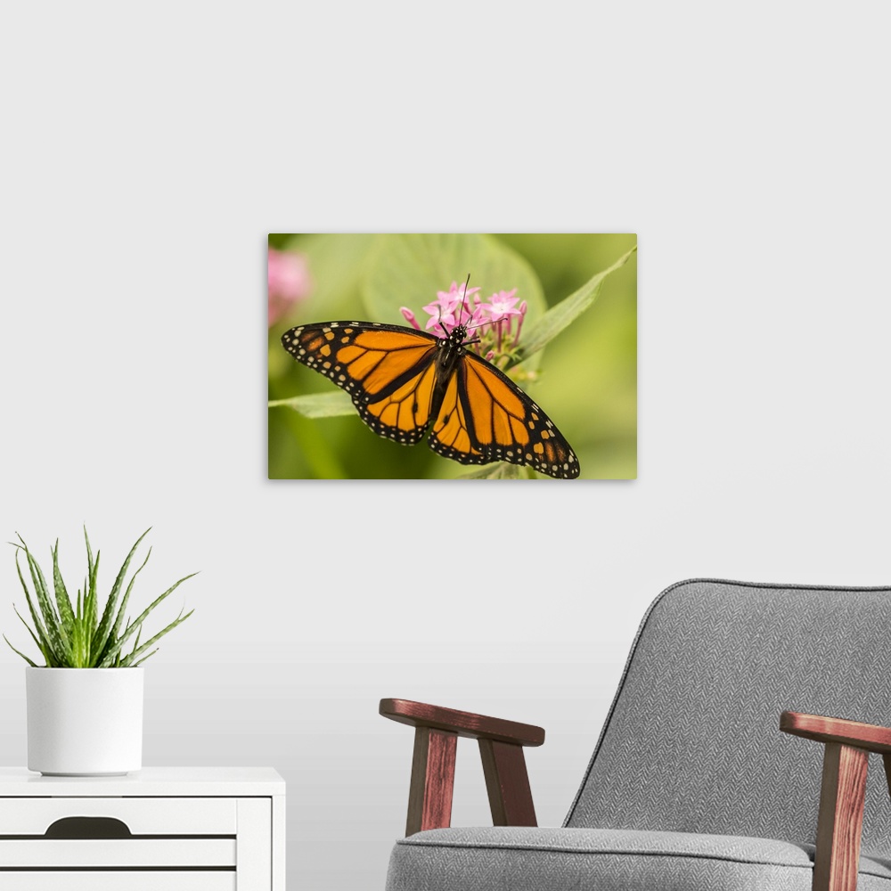 A modern room featuring Costa Rica, La Paz River Valley. Captive monarch butterfly in La Paz Waterfall Garden. Credit: Ca...