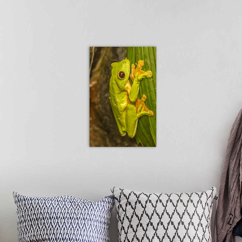 A bohemian room featuring Costa Rica, La Paz River Valley, La Paz Waterfall Garden. Captive red-eyed tree frog on leaf. Cre...