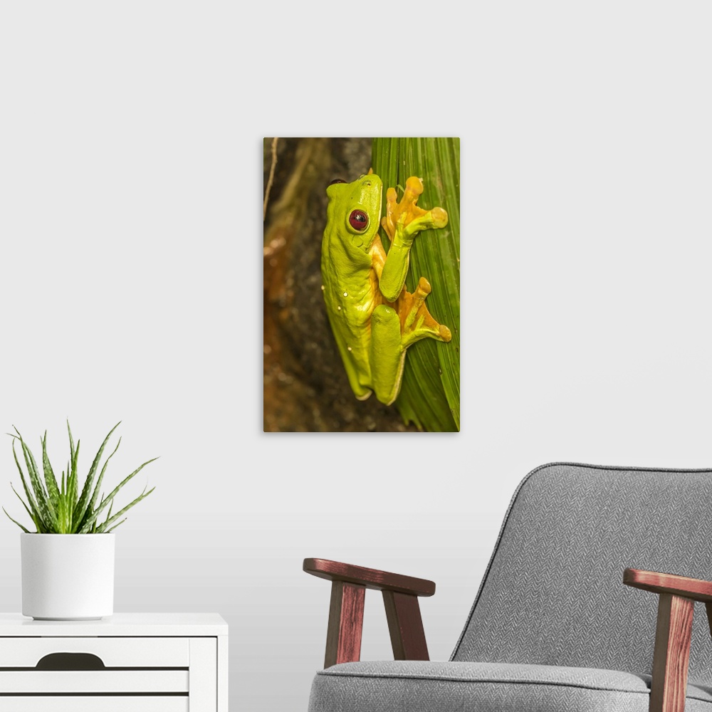 A modern room featuring Costa Rica, La Paz River Valley, La Paz Waterfall Garden. Captive red-eyed tree frog on leaf. Cre...