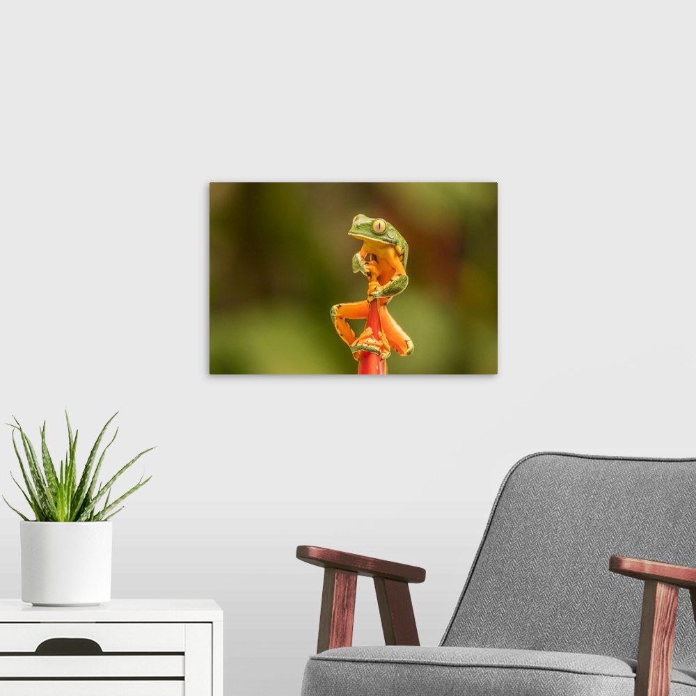 A modern room featuring Costa Rica, La Paz River Valley, La Paz Waterfall Garden. Captive splendid leaf frog on heliconia...