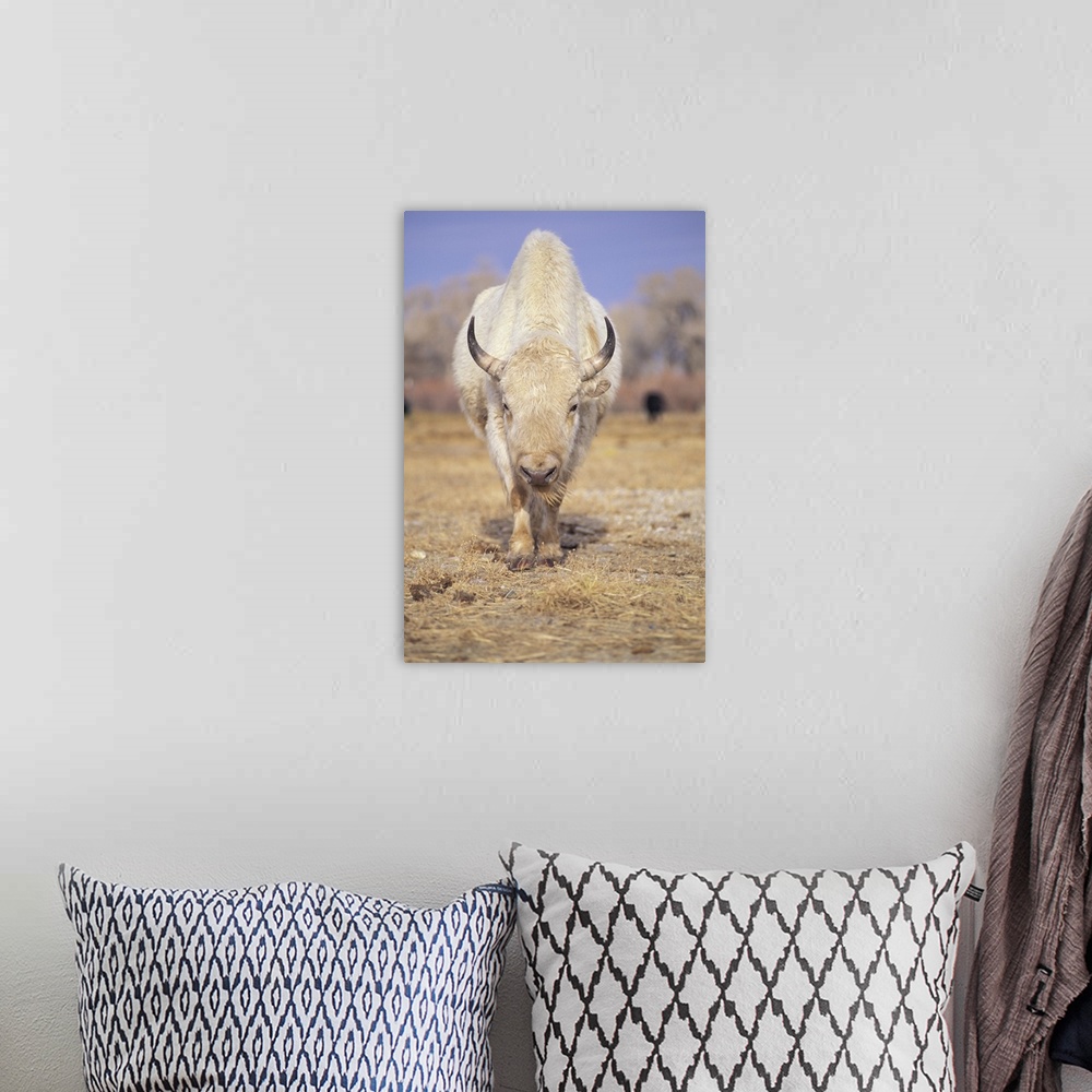 A bohemian room featuring Captive white American bison; American Indians revered rare white buffalo as a spirit animal