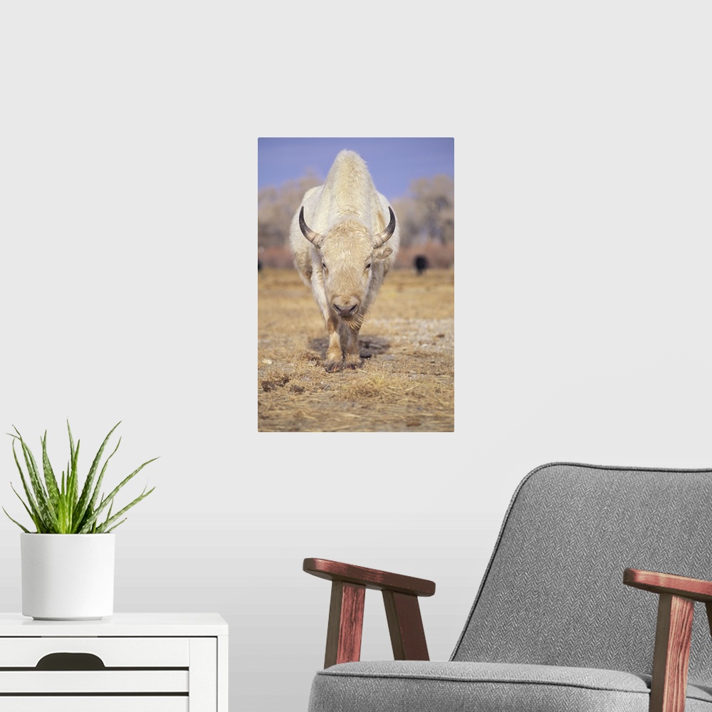 A modern room featuring Captive white American bison; American Indians revered rare white buffalo as a spirit animal