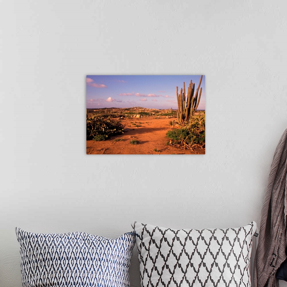 A bohemian room featuring Aruba. Dutch Caribbean. Alto Vista cactus desert.