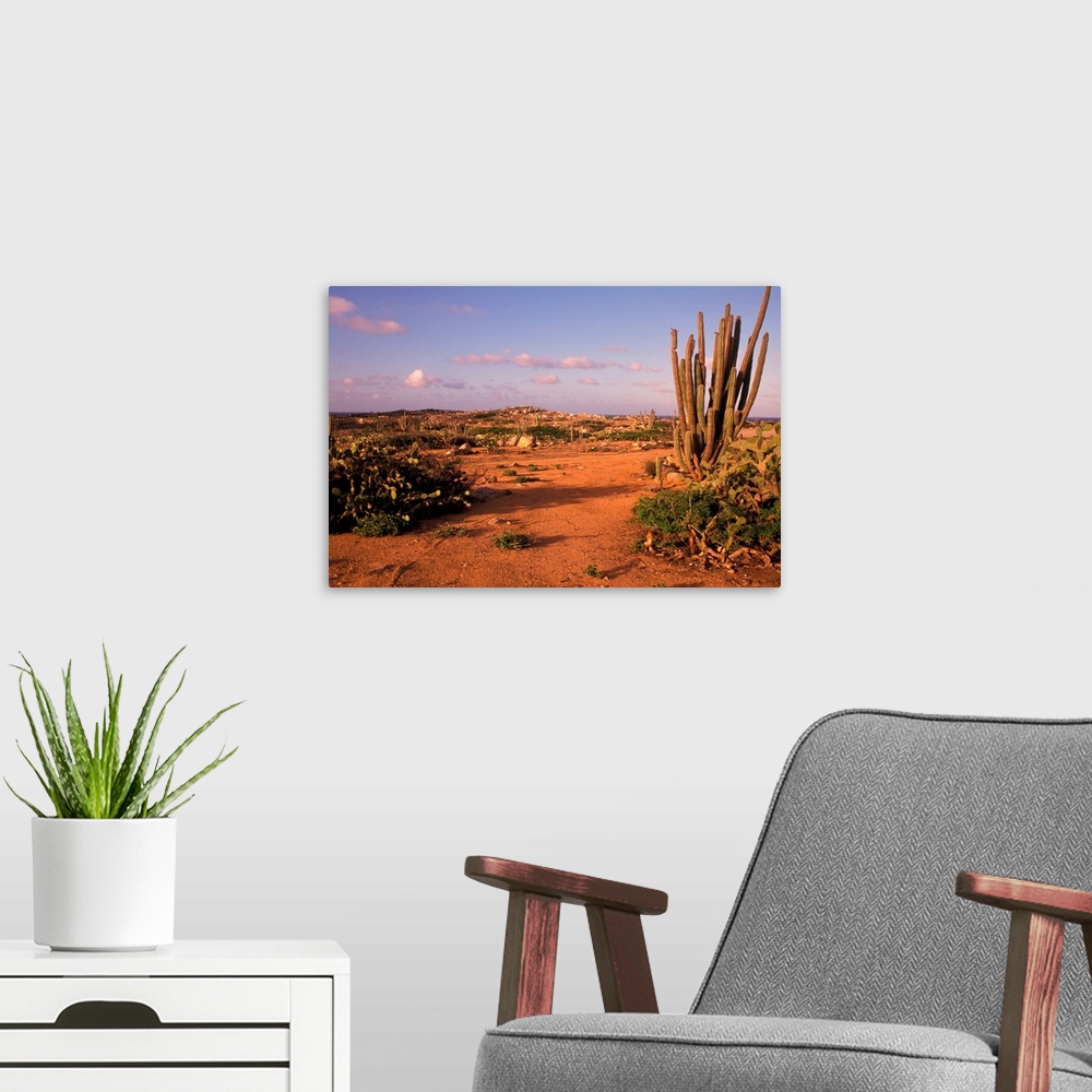 A modern room featuring Aruba. Dutch Caribbean. Alto Vista cactus desert.