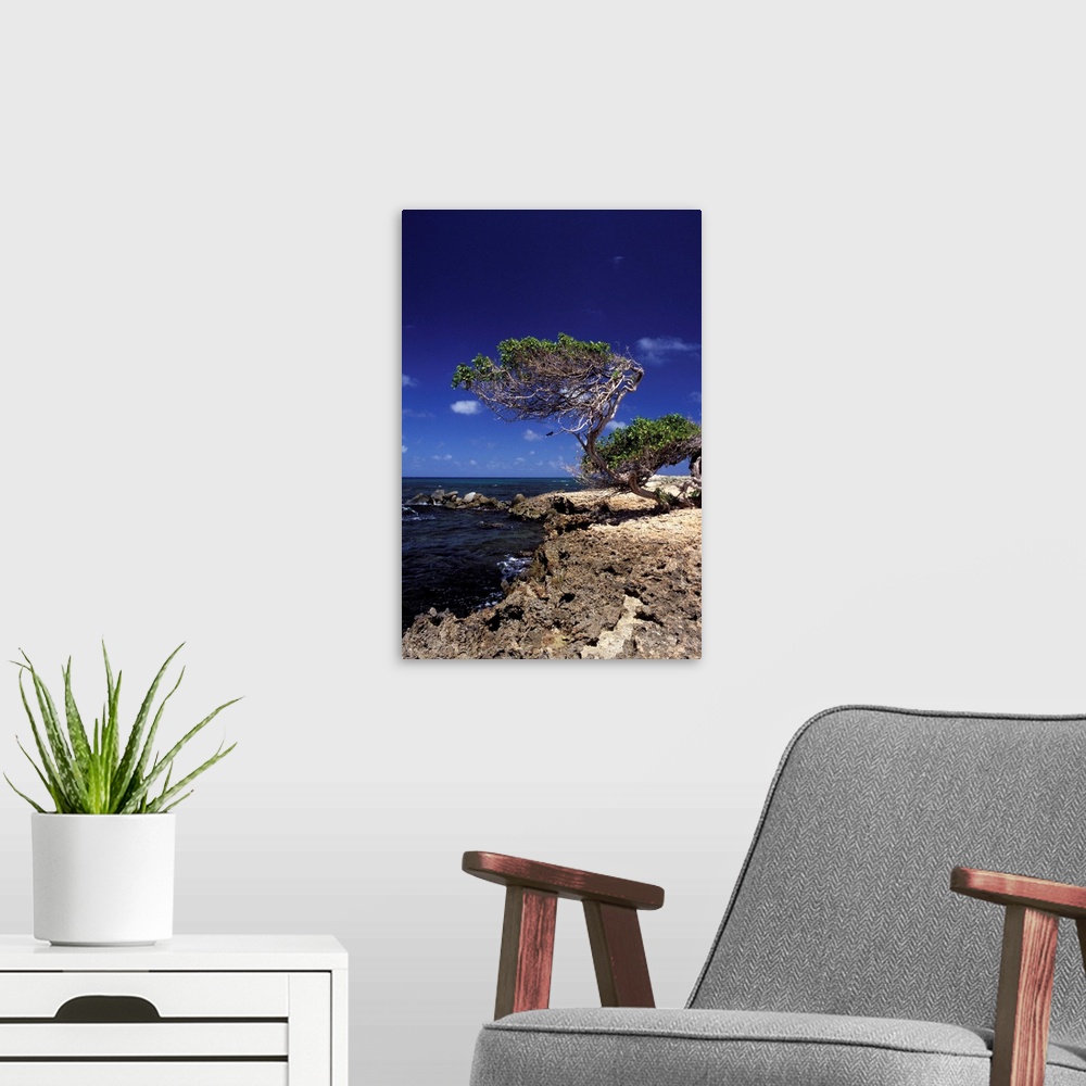 A modern room featuring Caribbean, Aruba, Cudaribe Point. Divi Divi tree