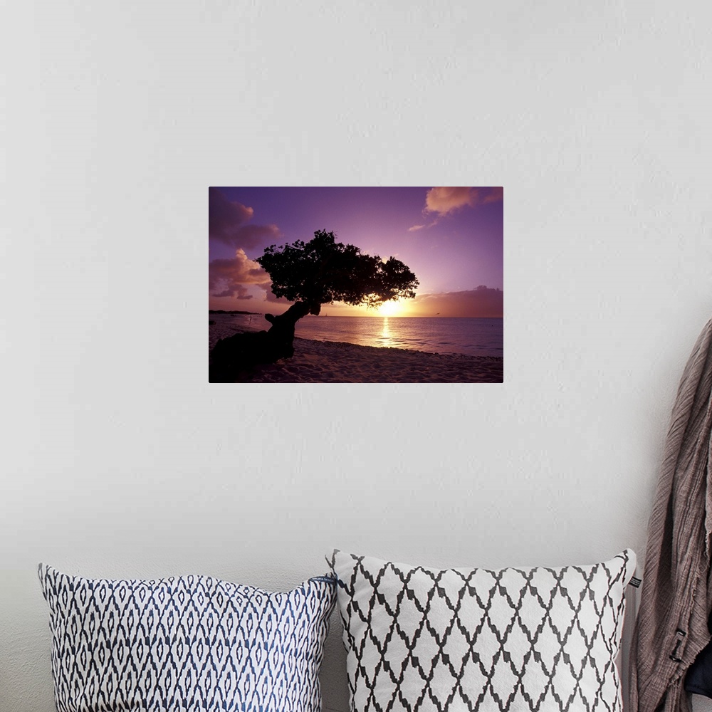 A bohemian room featuring Caribbean, Aruba.Divi divi tree at sunset
