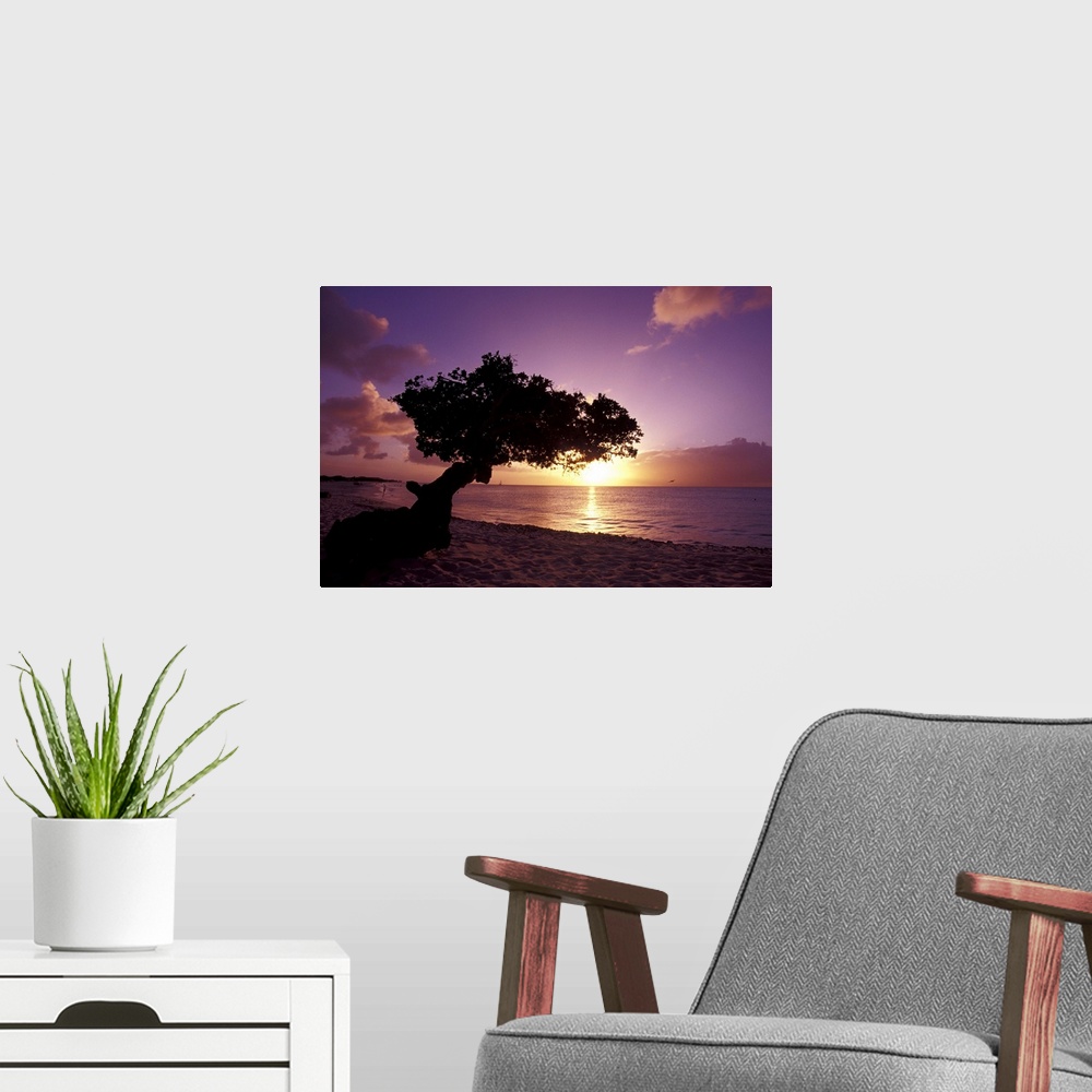 A modern room featuring Caribbean, Aruba.Divi divi tree at sunset