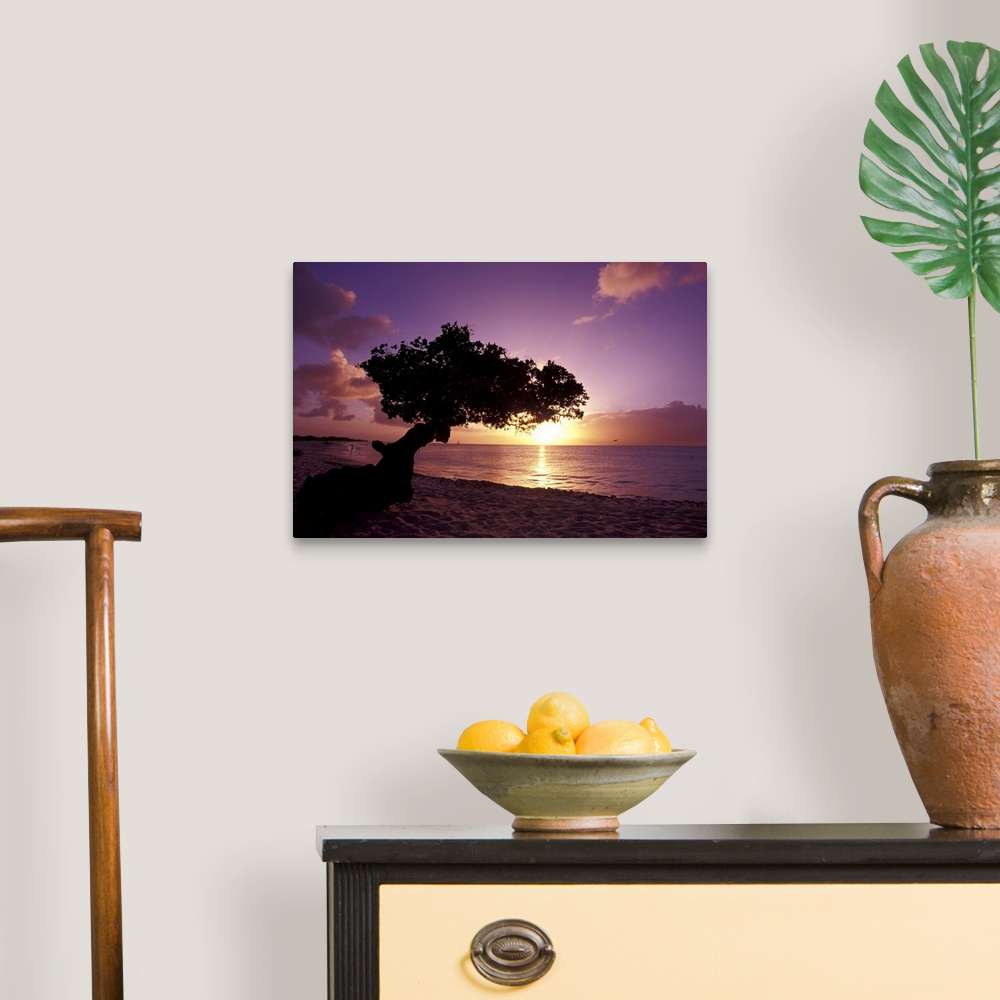 A traditional room featuring Caribbean, Aruba.Divi divi tree at sunset