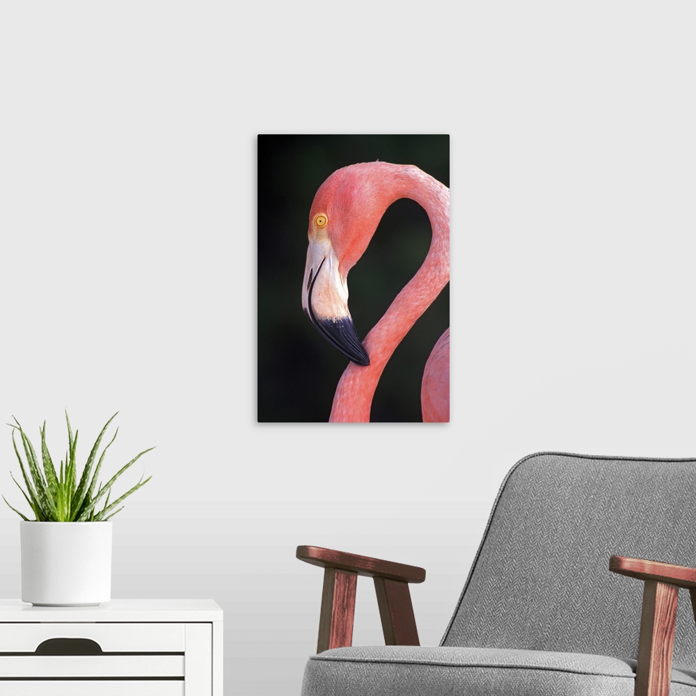 A modern room featuring Aruba. Dutch Caribbean. Sonesta Island. Flamingo.