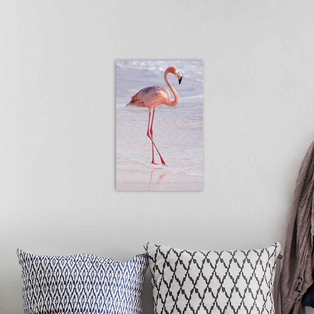 A bohemian room featuring Aruba. Dutch Caribbean. Sonesta Island. Flamingo.