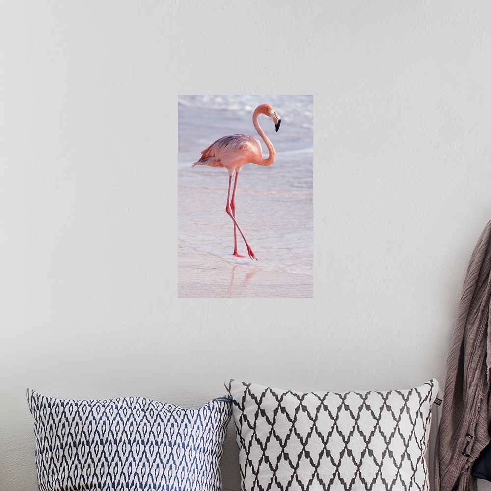 A bohemian room featuring Aruba. Dutch Caribbean. Sonesta Island. Flamingo.