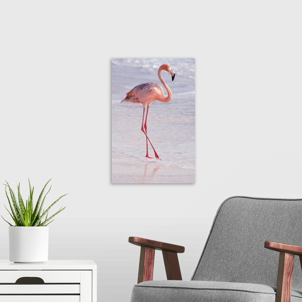 A modern room featuring Aruba. Dutch Caribbean. Sonesta Island. Flamingo.