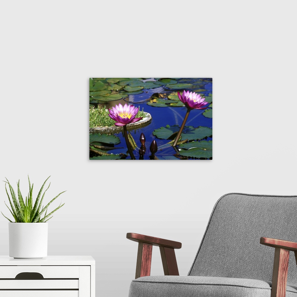 A modern room featuring Caribbean, Bermuda, Devonshire Parish, Palm Grove Gardens. Water Lillies in reflecting pool