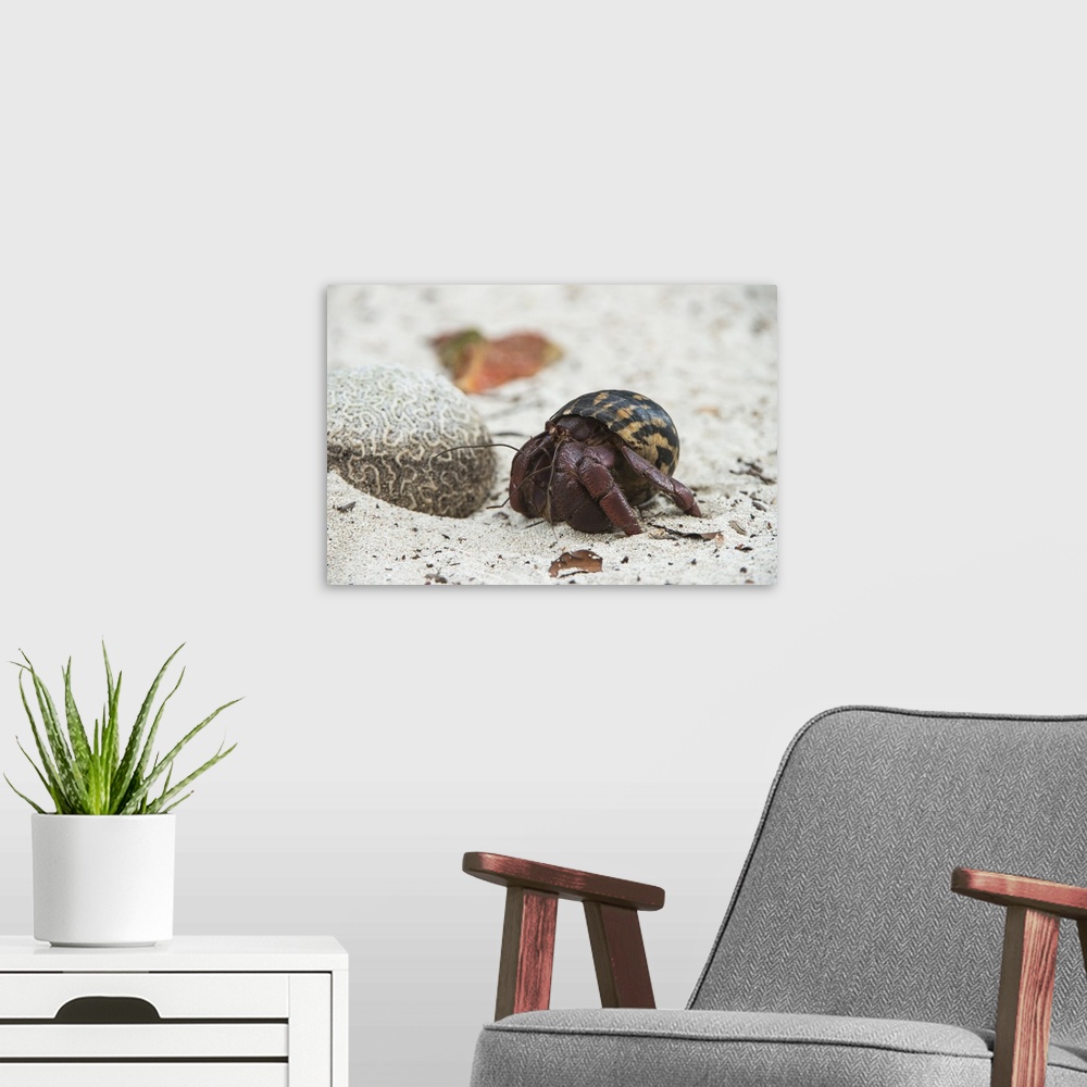 A modern room featuring Caribbean Hermit Crab (Coenobita clypeatus) on, Half Moon Caye, Lighthouse Reef, Atoll, Belize.