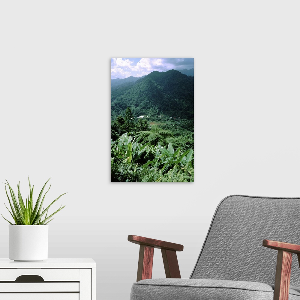A modern room featuring Caribbean, Island of Dominica (aka Nature Island). Lush tropical island landscape.