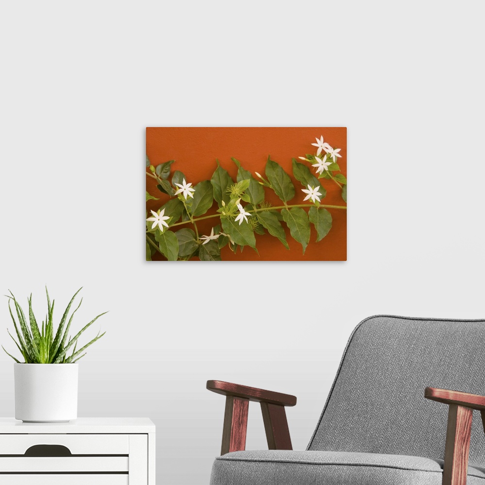 A modern room featuring Caribbean, Netherland Antilles, Curacao, Willemstad.  Flowering vine on red wall.