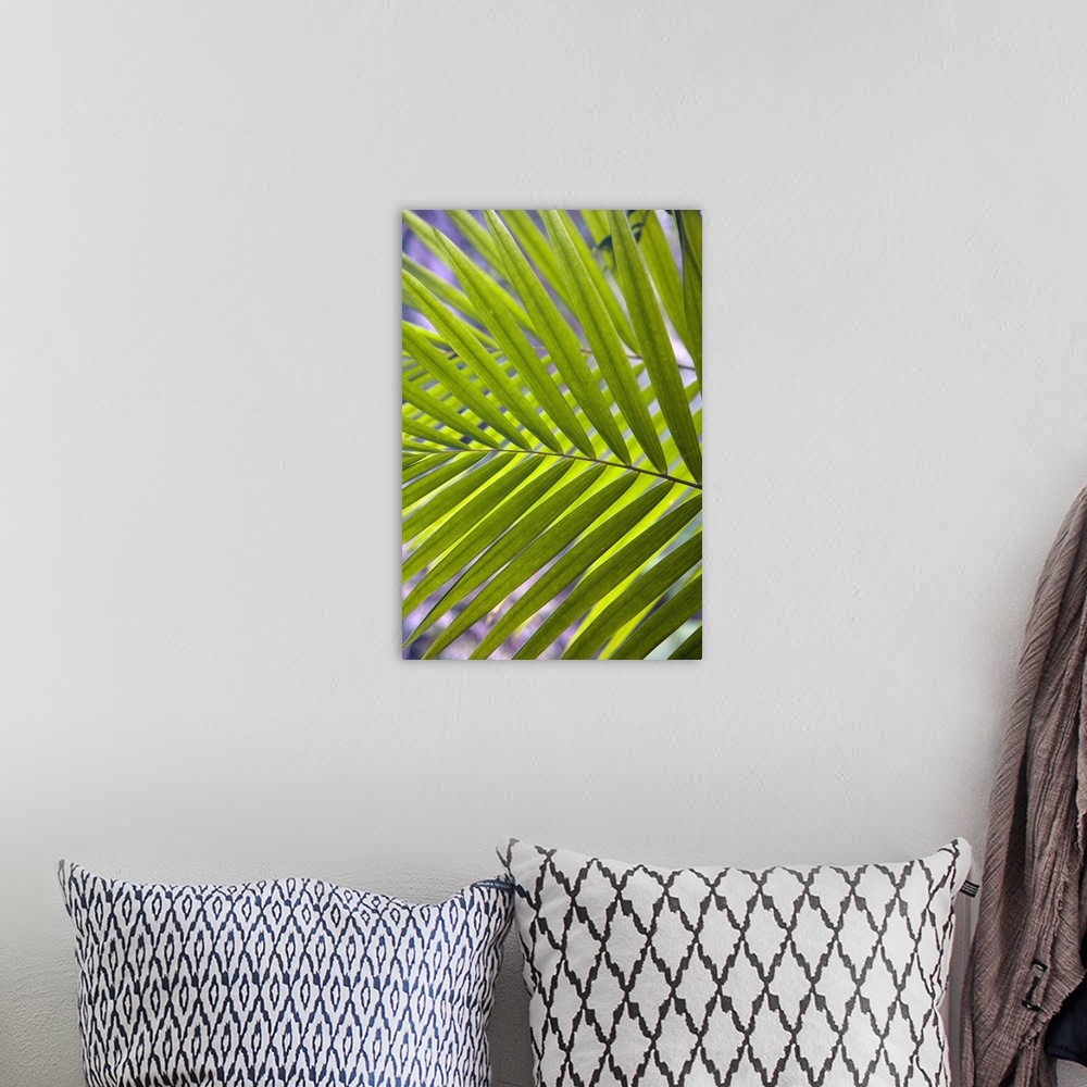 A bohemian room featuring Caribbean, Puerto Rico, El Yunque rain forest, Caribbean National Forest. Palm frond.