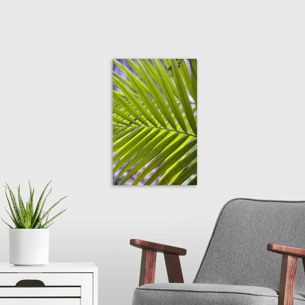 A modern room featuring Caribbean, Puerto Rico, El Yunque rain forest, Caribbean National Forest. Palm frond.
