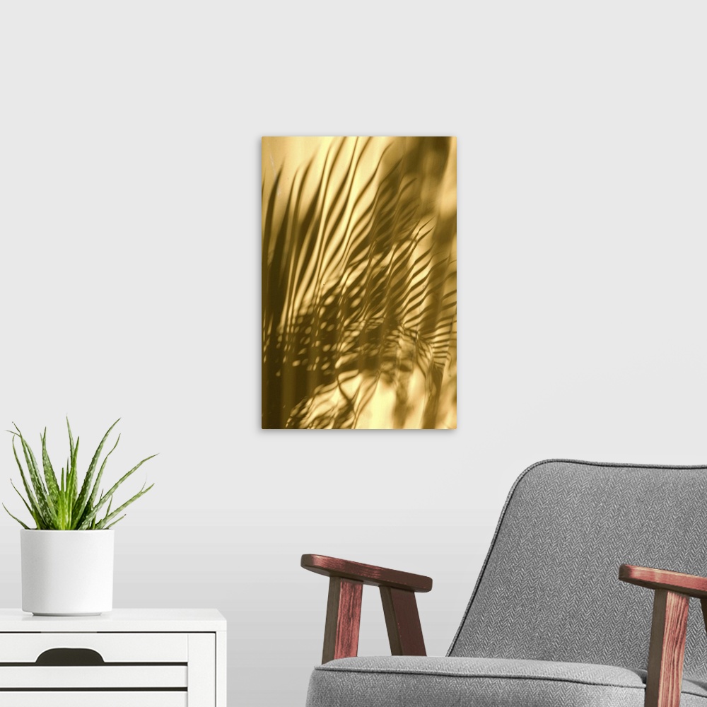 A modern room featuring Caribbean, Puerto Rico, Old San Juan.  Shadow of palm frond on wall.