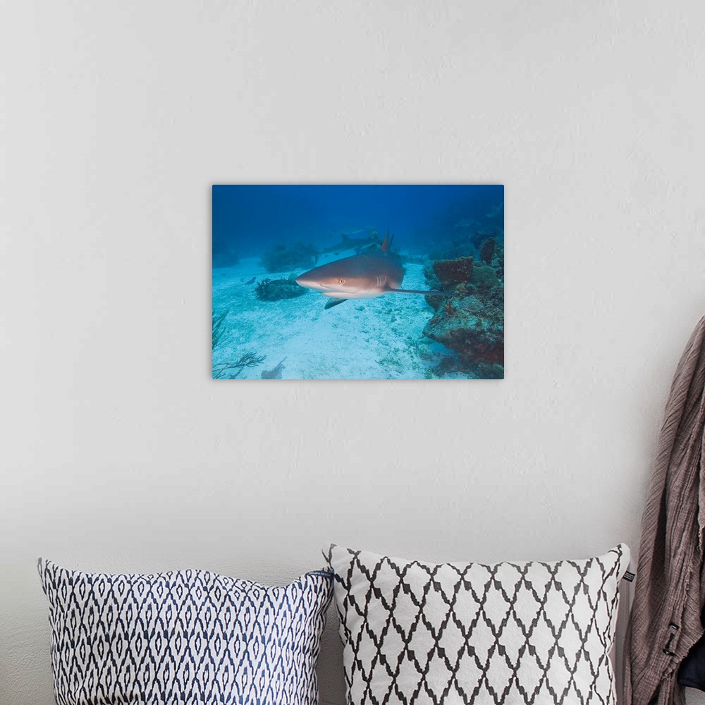 A bohemian room featuring Caribbean Reef Sharks (Carcharhinus perezi) Northern Bahamas
