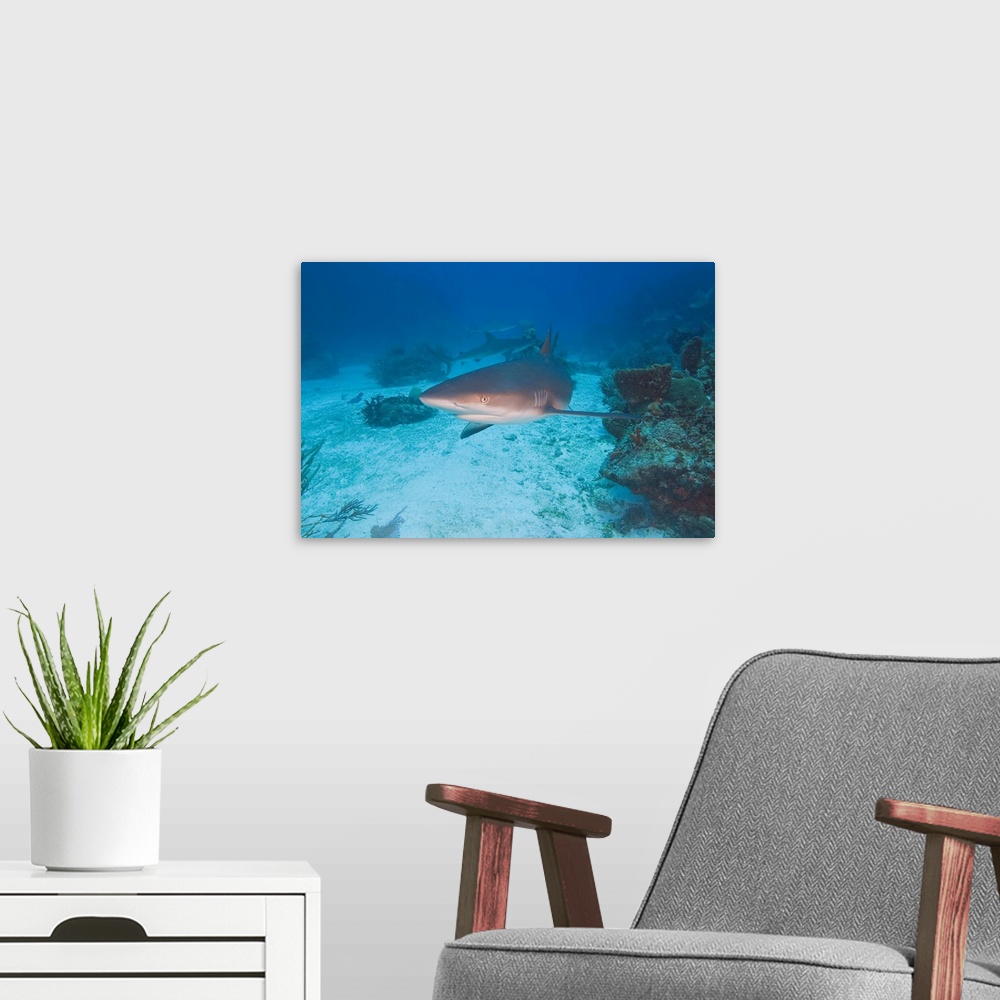 A modern room featuring Caribbean Reef Sharks (Carcharhinus perezi) Northern Bahamas