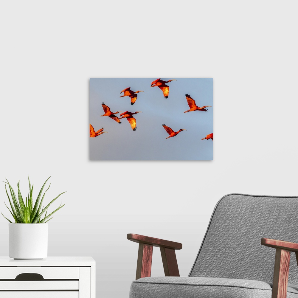 A modern room featuring Caribbean, Trinidad, Caroni swamp. Scarlet ibis birds in flight.