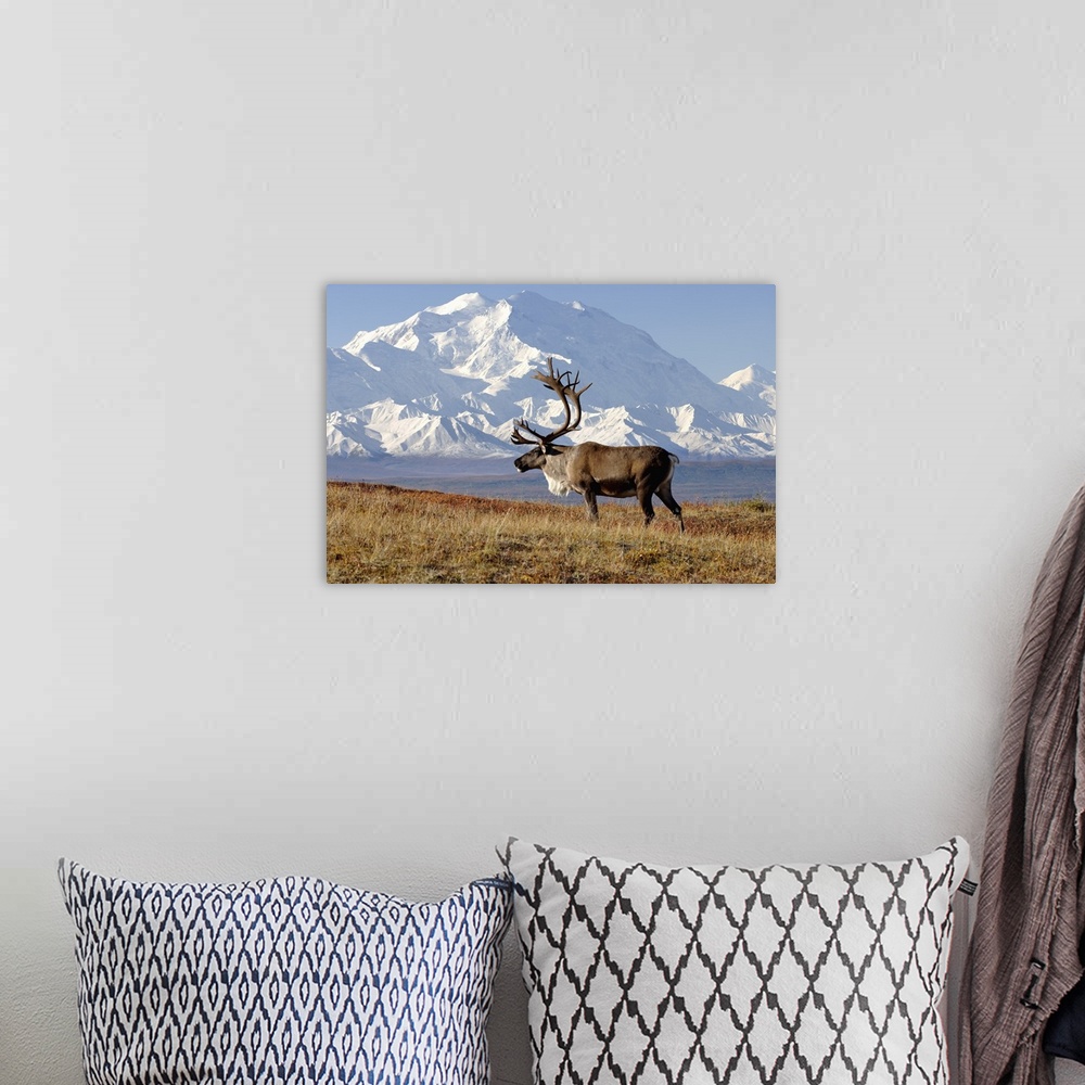 A bohemian room featuring Caribou (Rangifer tarandus) bull in fall colors with Mount McKinley in the background, Denali Nat...