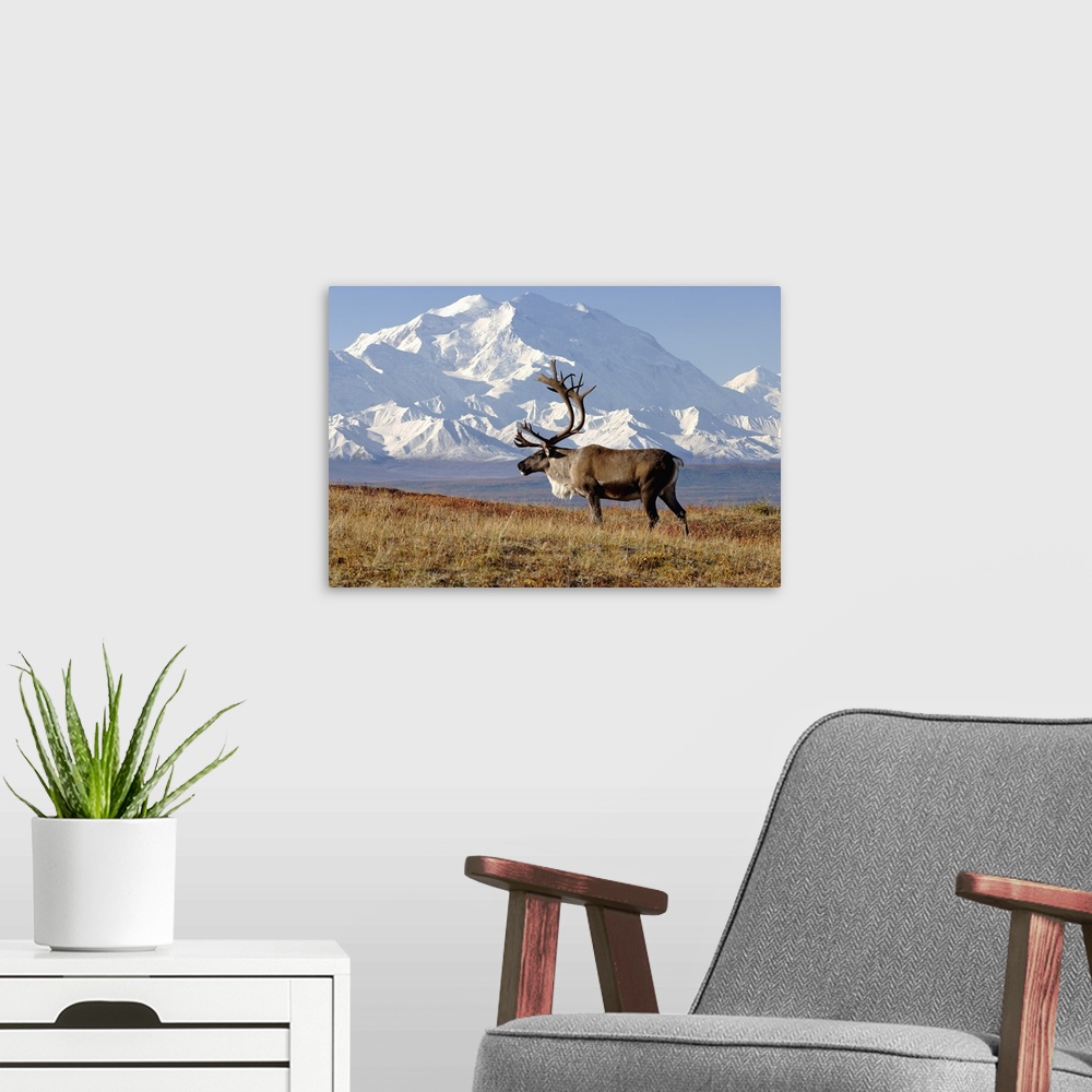 A modern room featuring Caribou (Rangifer tarandus) bull in fall colors with Mount McKinley in the background, Denali Nat...