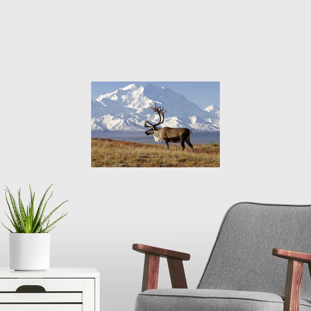 A modern room featuring Caribou (Rangifer tarandus) bull in fall colors with Mount McKinley in the background, Denali Nat...