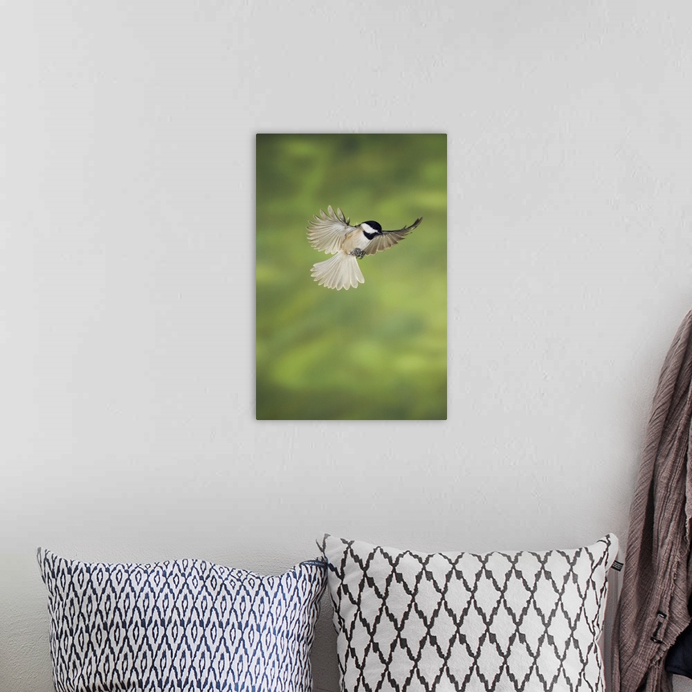 A bohemian room featuring Carolina Chickadee, (Poecile carolinensis), adult in flight, New Braunfels, Hill Country, Texas, ...