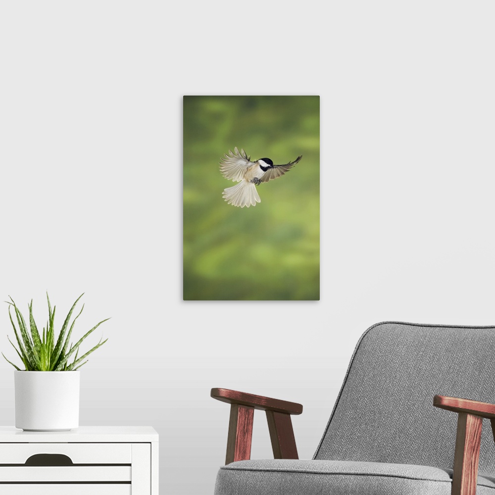 A modern room featuring Carolina Chickadee, (Poecile carolinensis), adult in flight, New Braunfels, Hill Country, Texas, ...