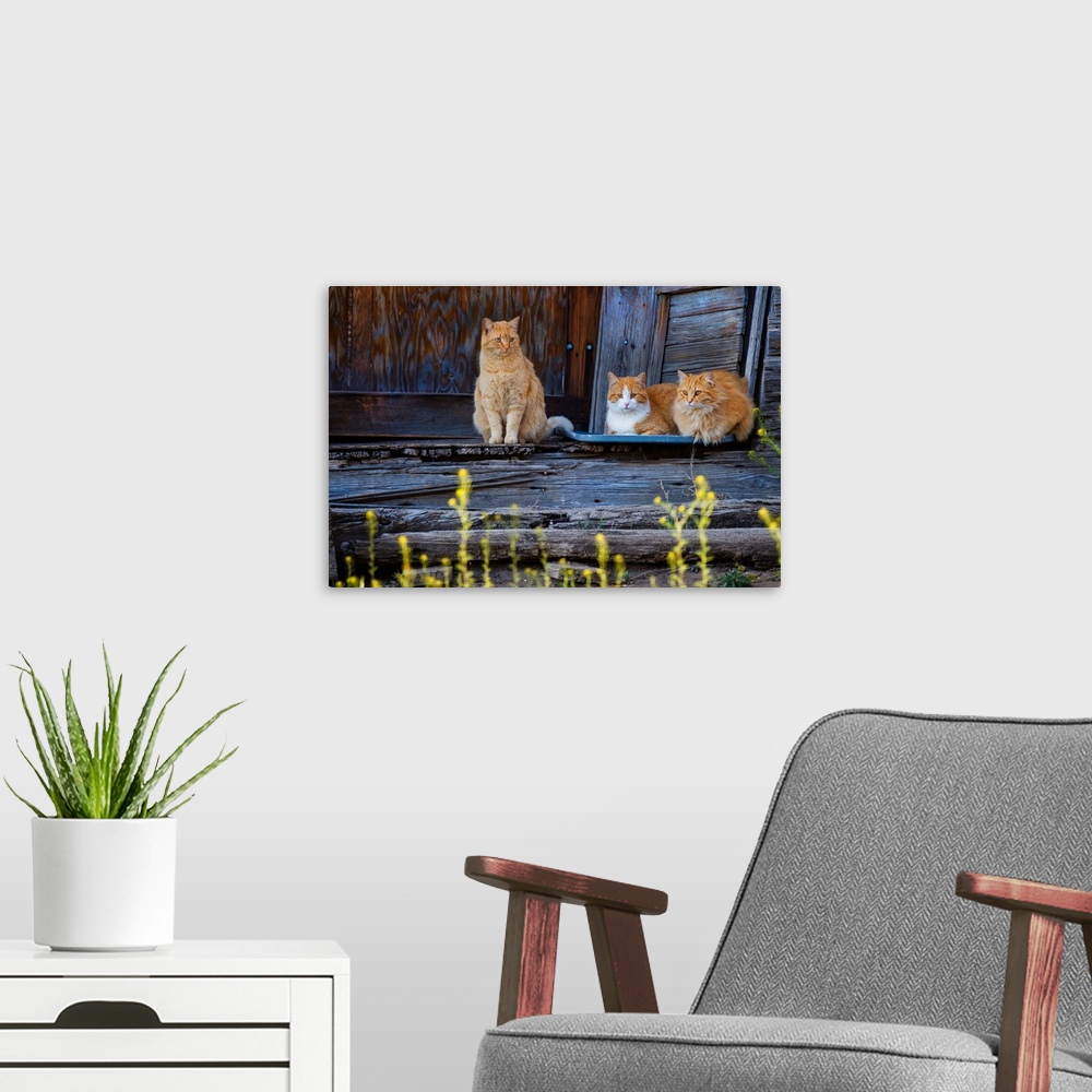 A modern room featuring Cat (Felis catus) sitting on porch of old house