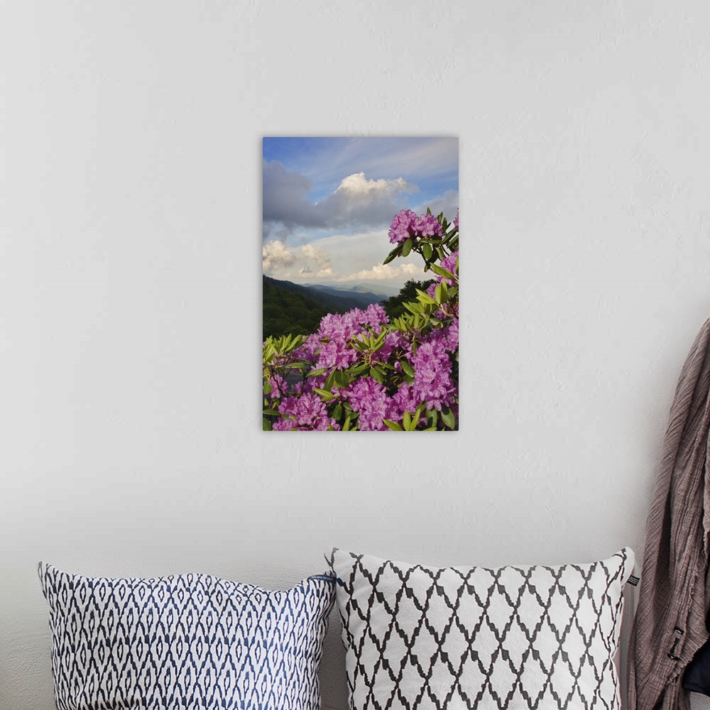 A bohemian room featuring Catawba Rhododendron from just below Newfound Gap, Great Smoky Mountains National Park, North Car...