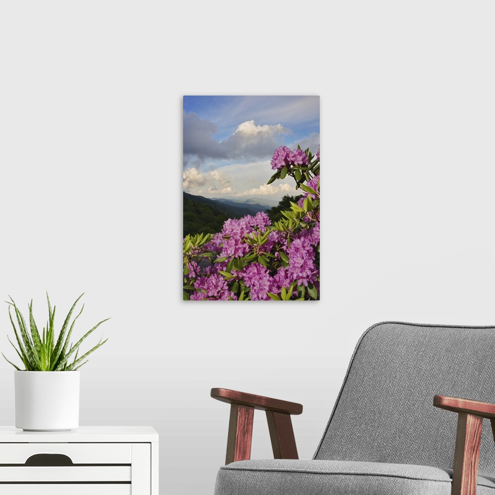 A modern room featuring Catawba Rhododendron from just below Newfound Gap, Great Smoky Mountains National Park, North Car...