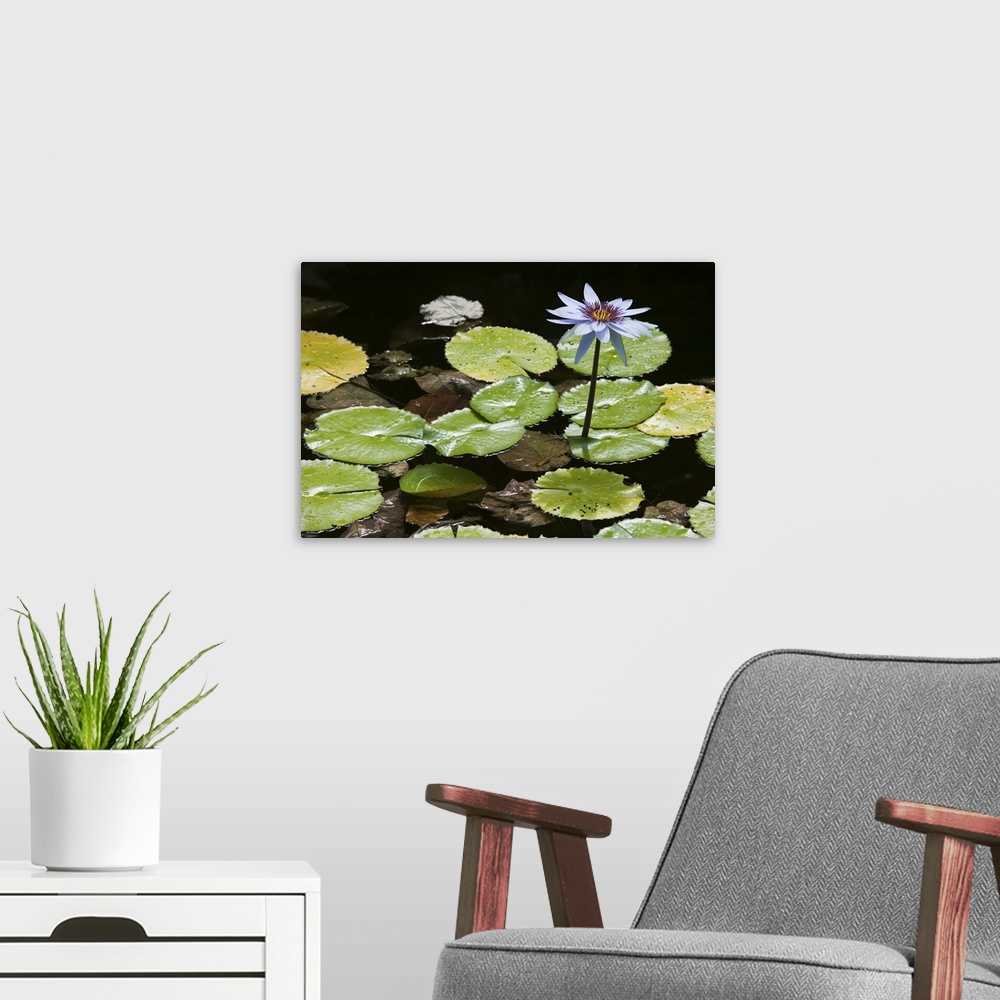 A modern room featuring CAYMAN ISLANDS-GRAND CAYMAN-Frank Sound:.Queen Elizabeth 2 Botanic Park- Lilly Pond