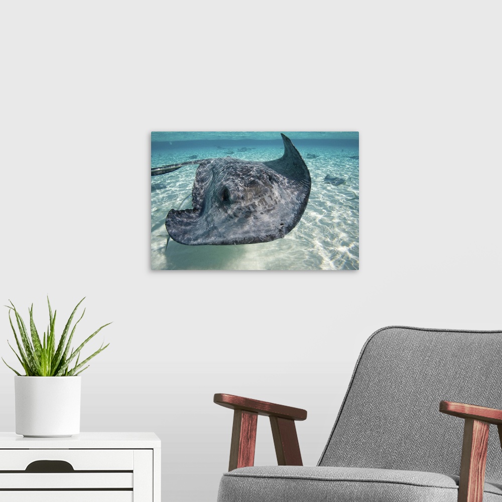 A modern room featuring Cayman Islands, Grand Cayman Island, Underwater view of Southern Stingray (Dasyatis americana)  i...