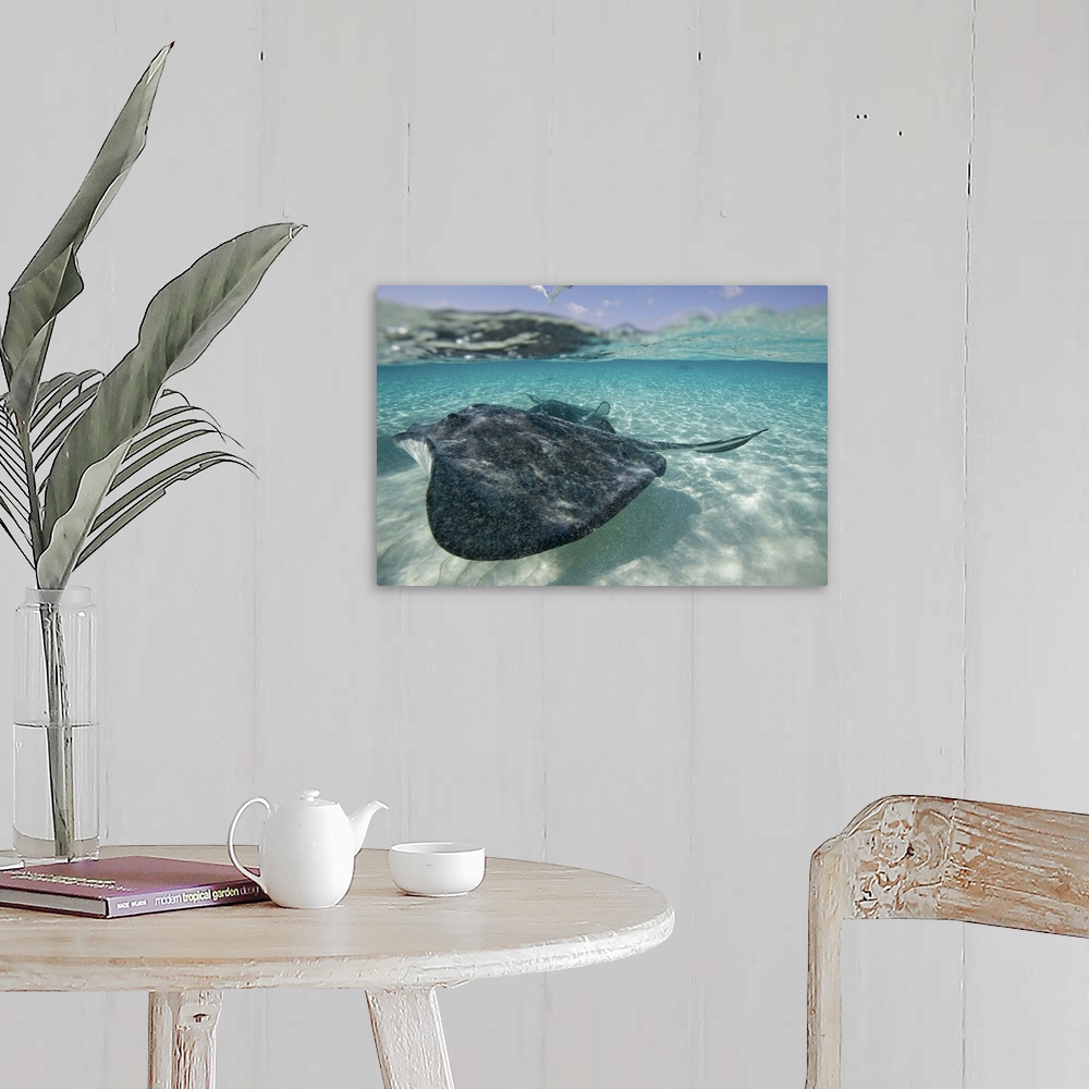 A farmhouse room featuring Cayman Islands, Grand Cayman Island, Underwater view of Southern Stingray (Dasyatis americana)  i...