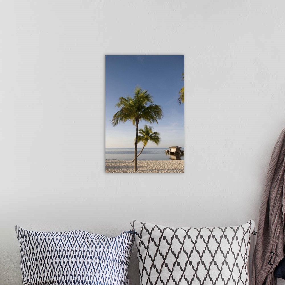 A bohemian room featuring Cayman Islands, Little Cayman Island, Morning sun lights palm tree along white sand beach along C...