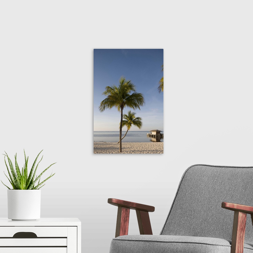 A modern room featuring Cayman Islands, Little Cayman Island, Morning sun lights palm tree along white sand beach along C...