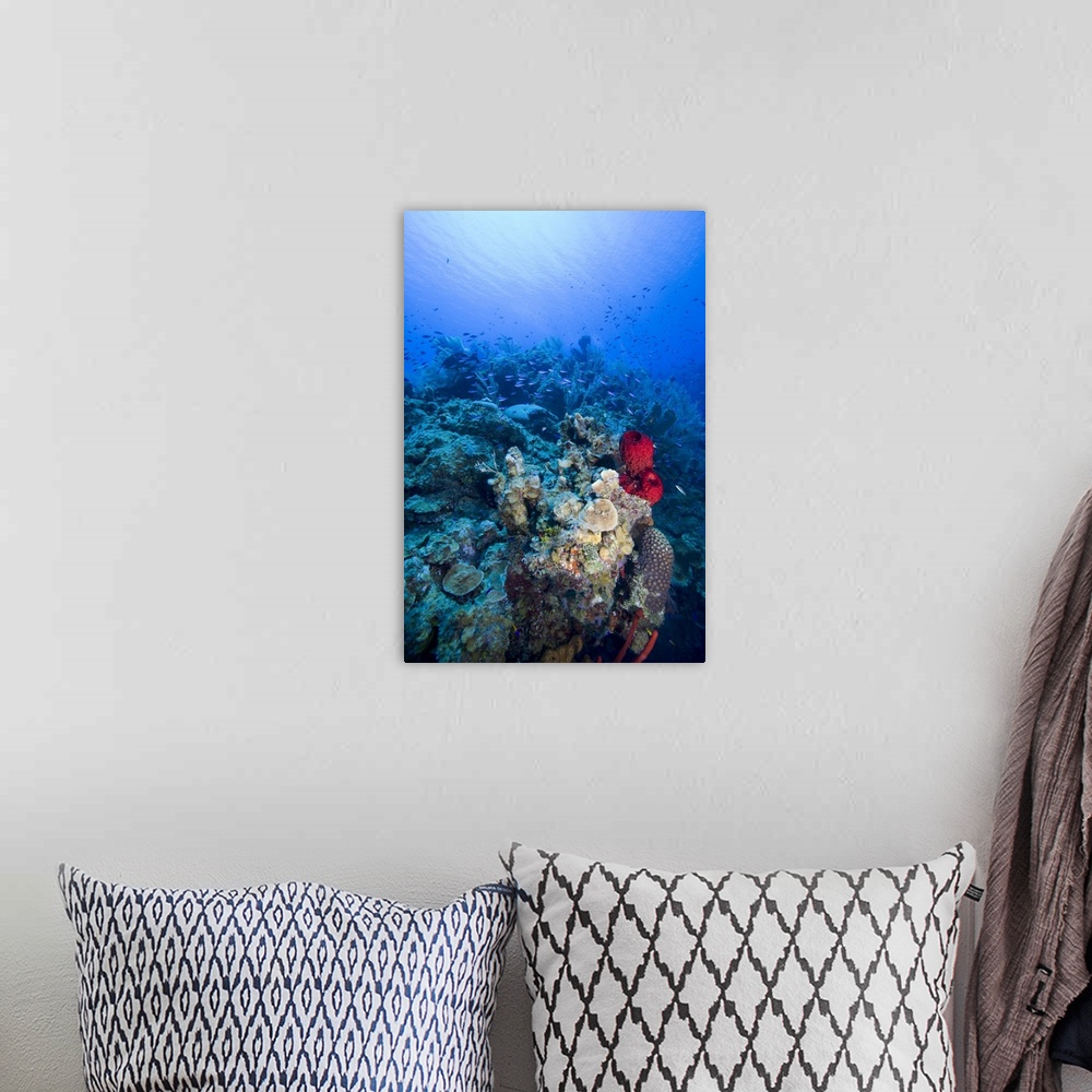 A bohemian room featuring Cayman Islands, Little Cayman Island, Underwater view of Coral reef along Bloody Bay Wall