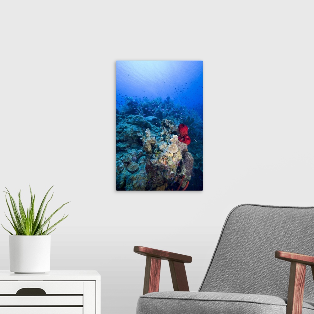A modern room featuring Cayman Islands, Little Cayman Island, Underwater view of Coral reef along Bloody Bay Wall