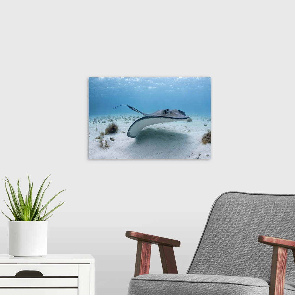 A modern room featuring Cayman Islands, Grand Cayman Island, Underwater view of Southern Stingray (Dasyatis americana)  i...