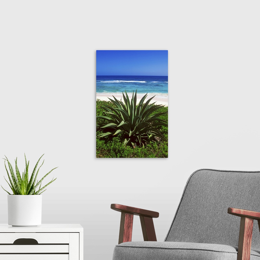 A modern room featuring Century plants lining up the beaches of Cat Island, Bahamas.