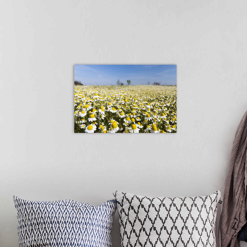 A bohemian room featuring Chamomile Field, Hortobagy National Park in spring. Hungary.