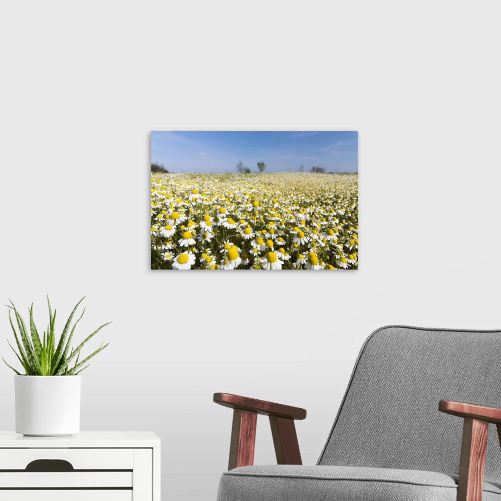A modern room featuring Chamomile Field, Hortobagy National Park in spring. Hungary.